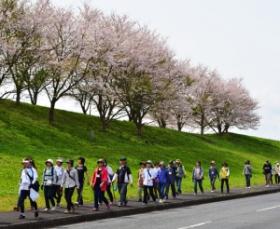 『 第8回 桜ウォーキングinかずさ』開催中止のご案内