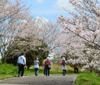 【3月31日開催】第10回 桜ウォーキング ≪ご予約承り中≫