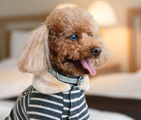 愛犬と一緒にご宿泊♪「ドッグフレンドリールーム」のご案内