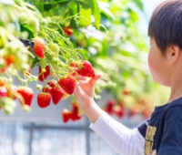 【春のちば旅】いちご狩り体験付き宿泊プラン~いちごいちえ~