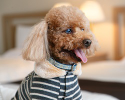 愛犬と一緒に過ごす『ドッグフレンドリールーム』