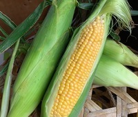 【7月6日開催】親子で学ぶ食育～とうもろこし～《ご予約承り中》