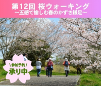【予約受付中】2026/4/4(土) 第12回桜ウォーキング