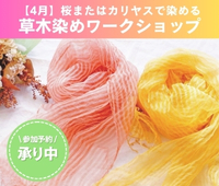 【予約受付中】2026/4/11 (土) 「桜またはカリヤスで染める」草木染めワークショップ